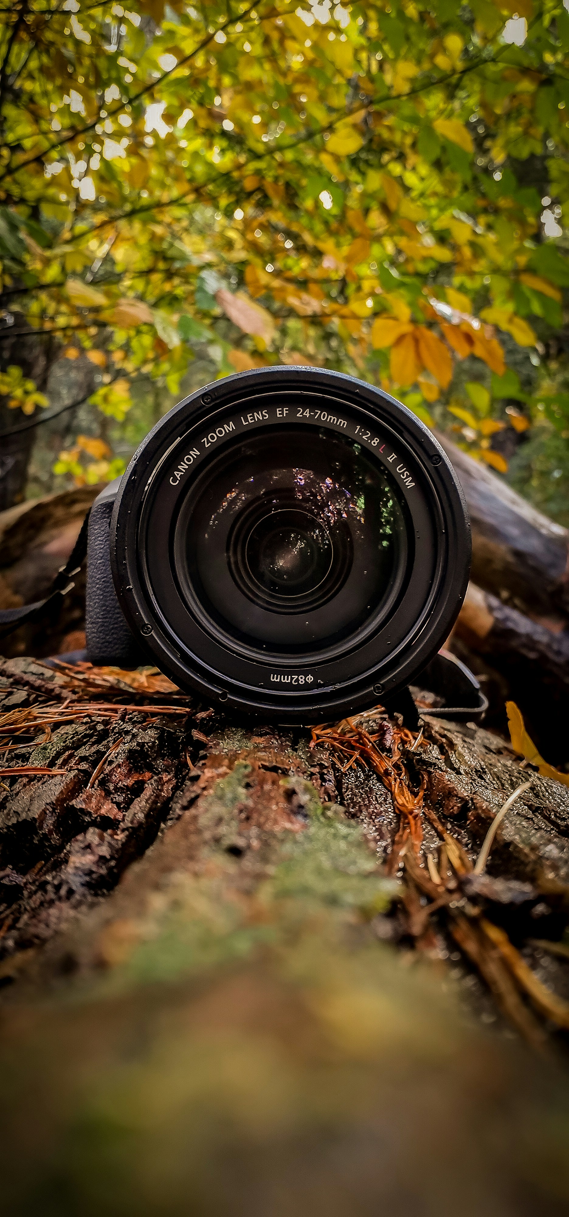 a camera sitting on top of a tree stump